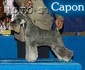 Capon