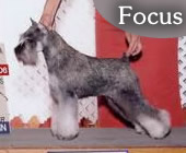 Focus
